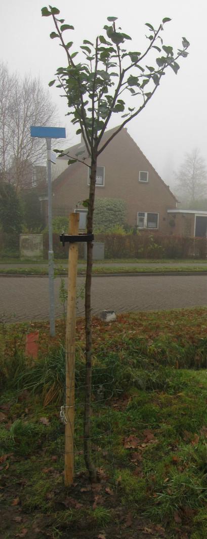 Een appelboom van kwekerij Baggelhof